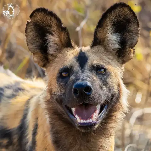 Game Drives | Kruger National Park | Dawn to Dusk Safaris