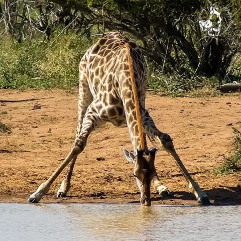 Game Drives | Kruger National Park | Dawn to Dusk Safaris