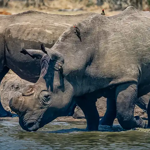 Game Drives | Kruger National Park | Dawn to Dusk Safaris
