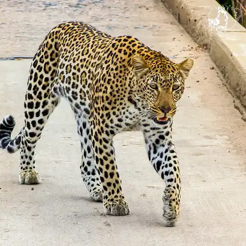Game Drives | Kruger National Park | Dawn to Dusk Safaris