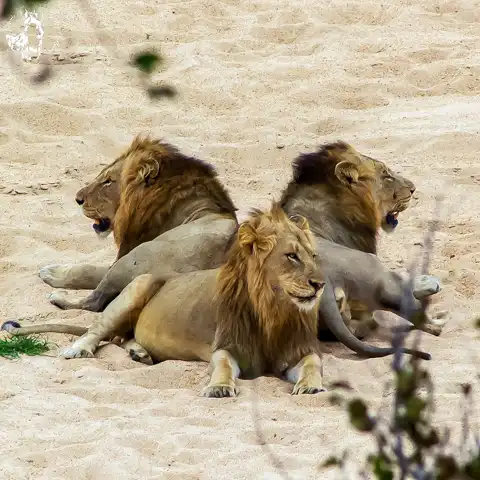 Game Drives | Kruger National Park | Dawn to Dusk Safaris