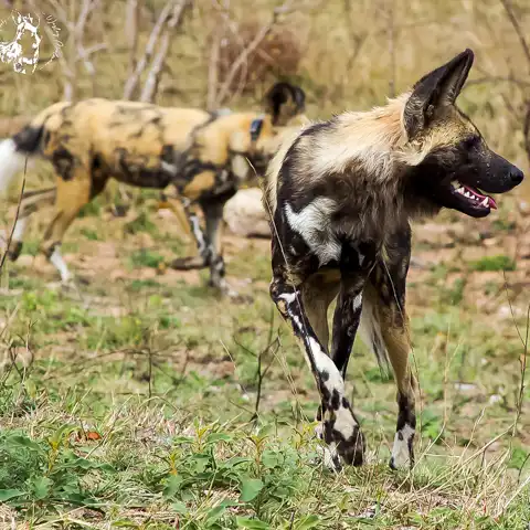 Game Drives | Kruger National Park | Dawn to Dusk Safaris