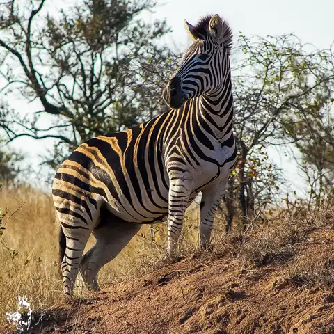 Game Drives | Kruger National Park | Dawn to Dusk Safaris